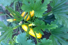Garten 09