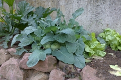 Garten 10